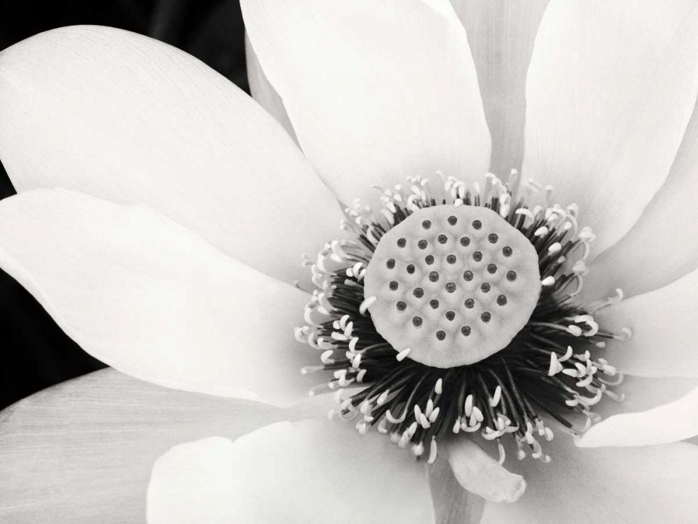 Lotus Flower IV art print by Debra Van Swearingen for $57.95 CAD