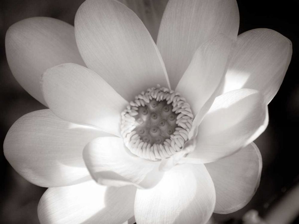 Lotus Flower V art print by Debra Van Swearingen for $57.95 CAD