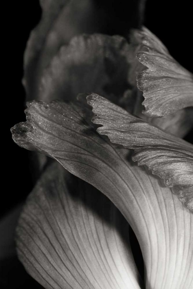 Iris Abstract I art print by Laura Marshall for $57.95 CAD