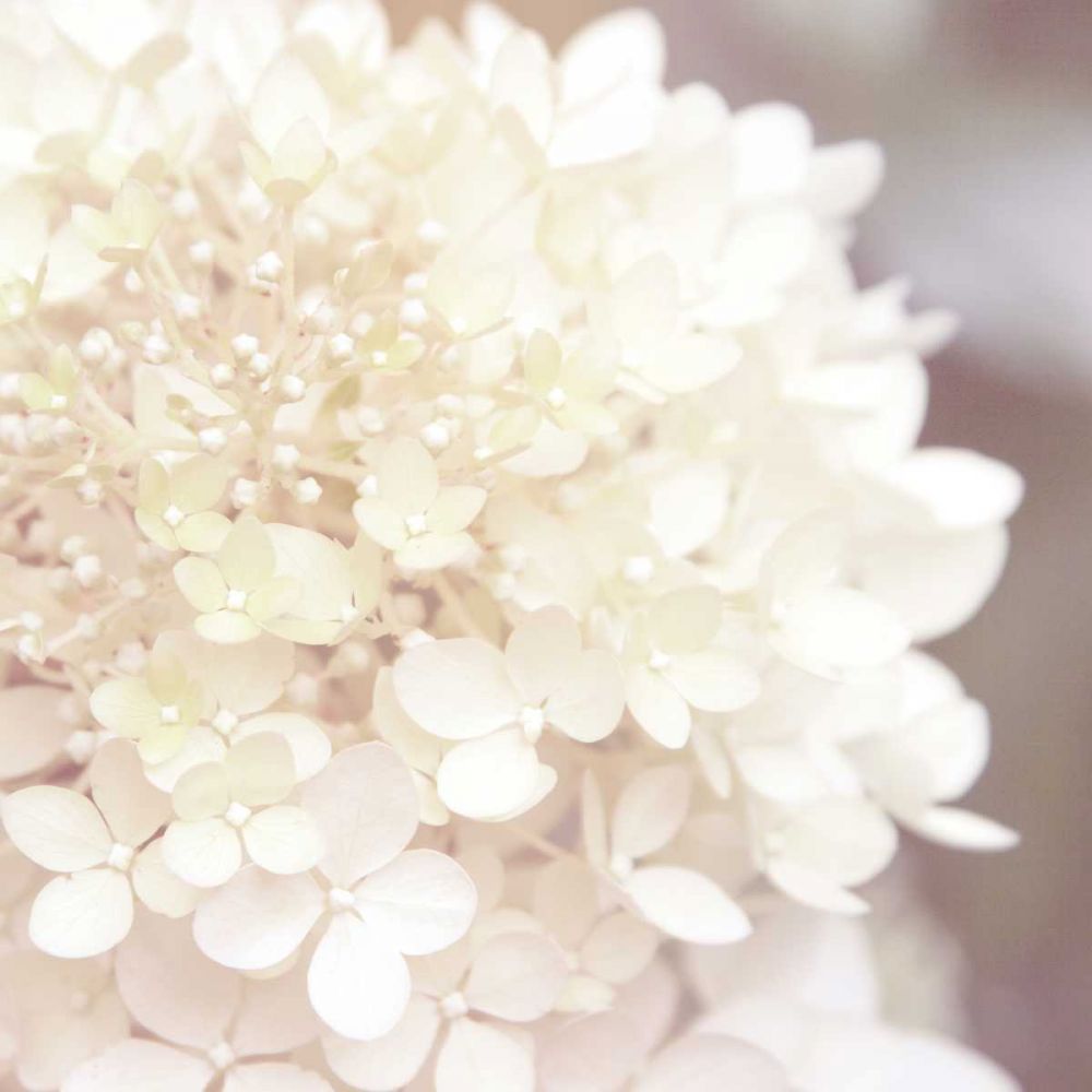 Hydrangea Dream I art print by Laura Marshall for $57.95 CAD