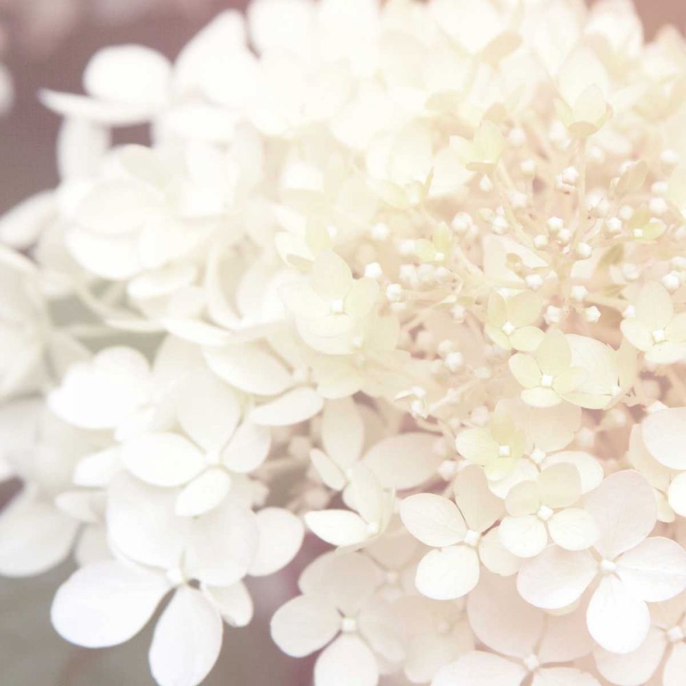 Hydrangea Dream II art print by Laura Marshall for $57.95 CAD