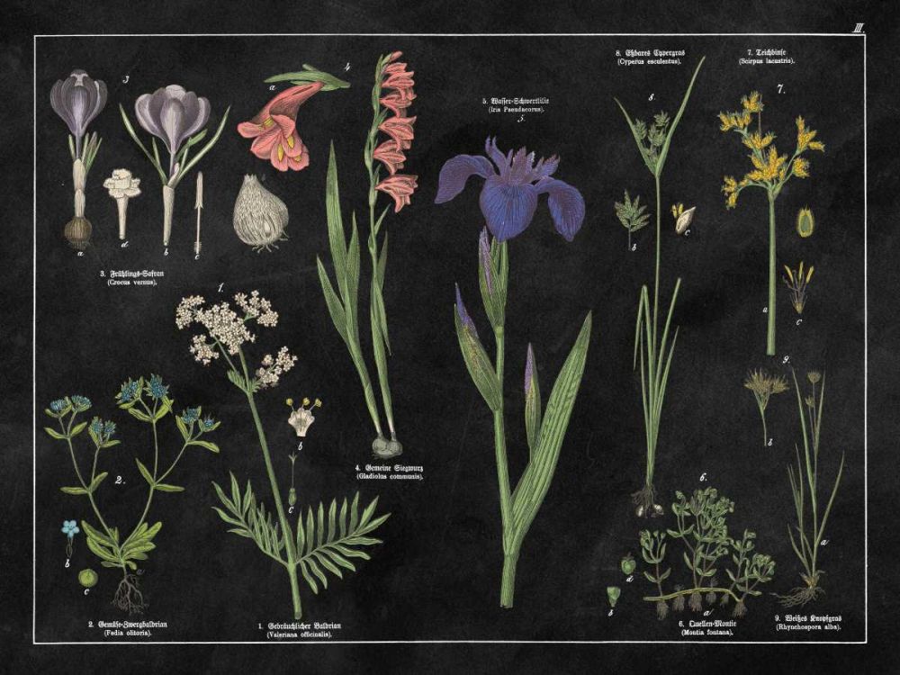 Botanical Floral Chart II Black and White art print by Wild Apple Portfolio for $57.95 CAD
