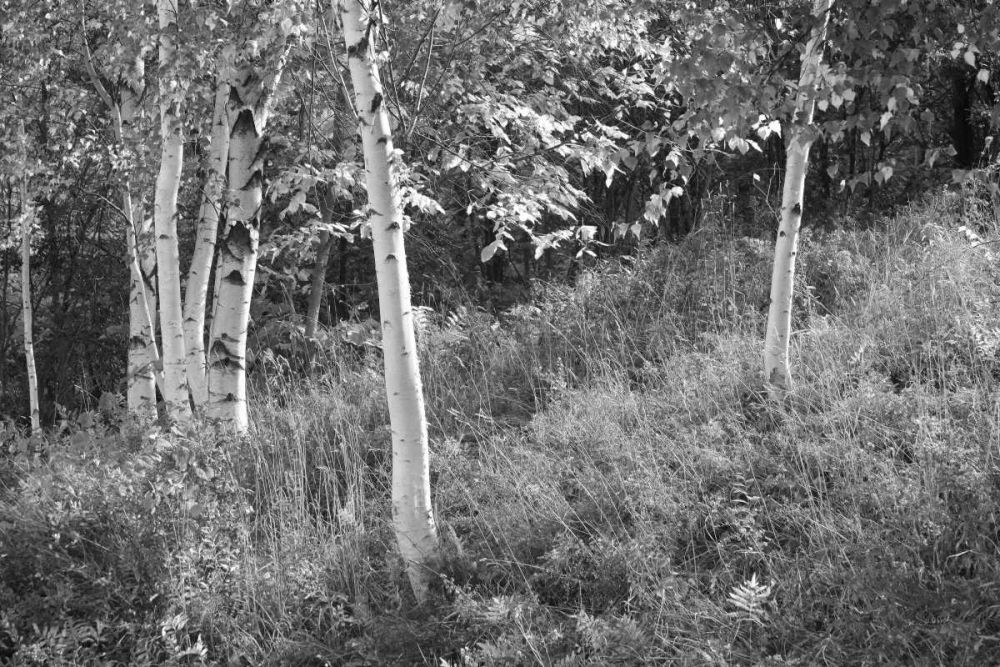 Sunlit Birches I art print by Sue Schlabach for $57.95 CAD