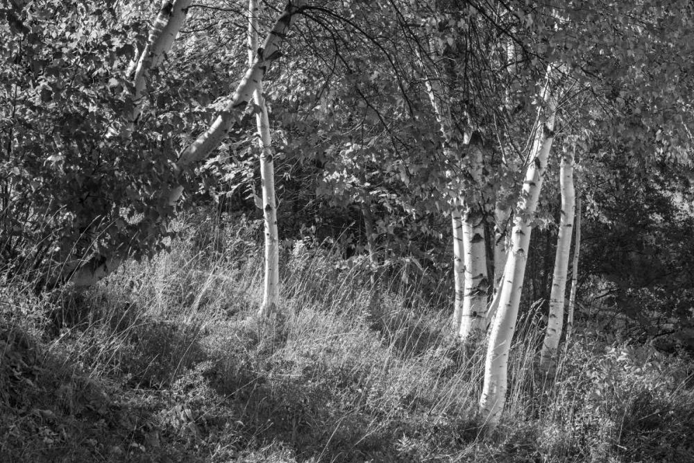 Sunlit Birches II art print by Sue Schlabach for $57.95 CAD
