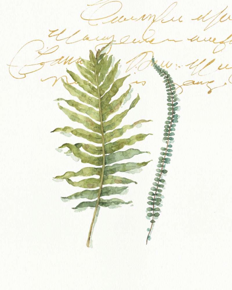 My Greenhouse Fern I art print by Lisa Audit for $57.95 CAD