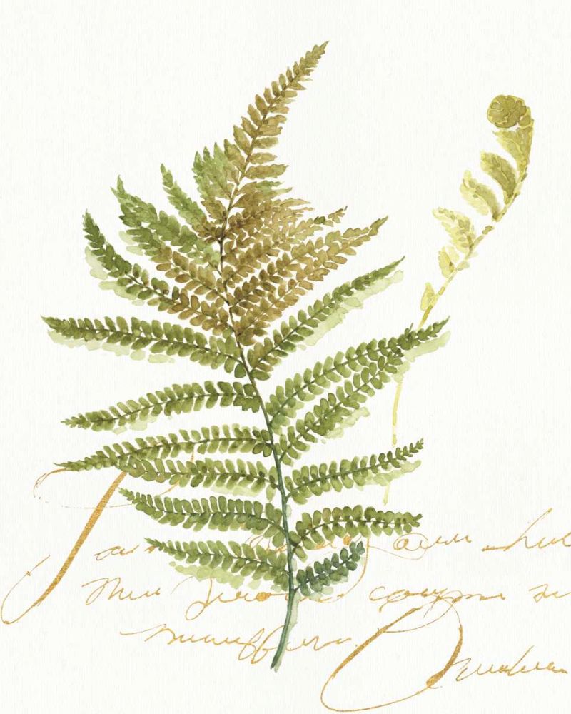 My Greenhouse Fern II art print by Lisa Audit for $57.95 CAD