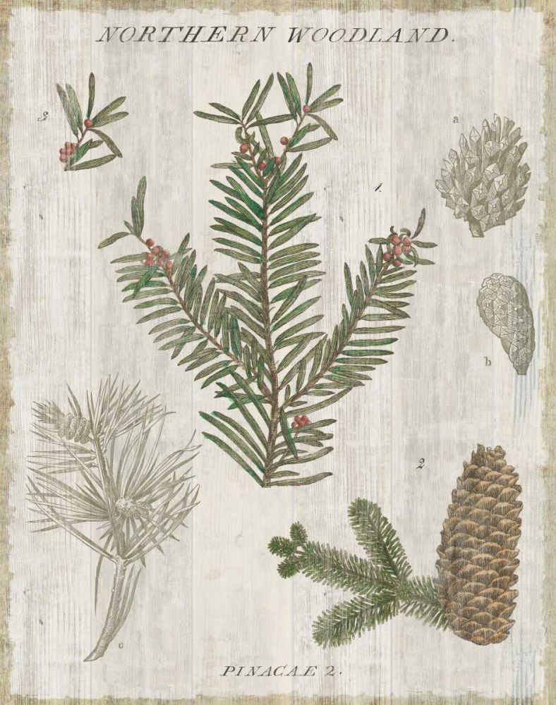 Woodland Chart II art print by Sue Schlabach for $57.95 CAD