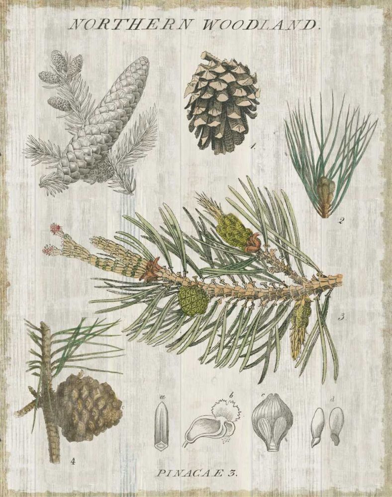 Woodland Chart III art print by Sue Schlabach for $57.95 CAD