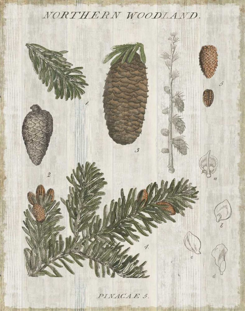 Woodland Chart IV art print by Sue Schlabach for $57.95 CAD
