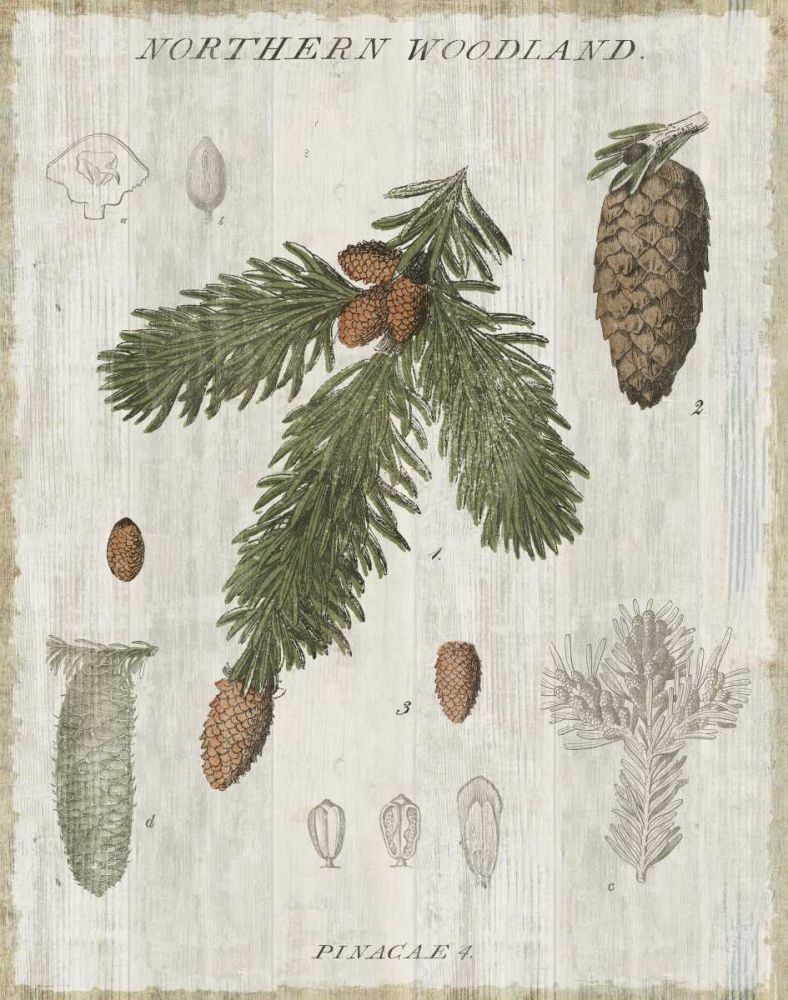 Woodland Chart V art print by Sue Schlabach for $57.95 CAD