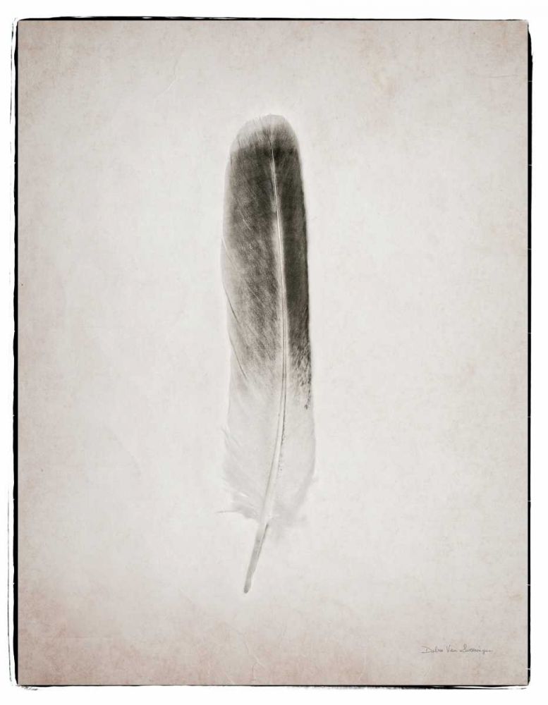 Feather II BW art print by Debra Van Swearingen for $57.95 CAD