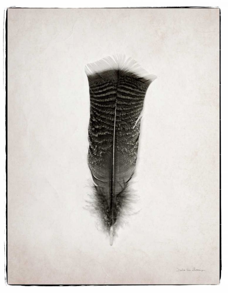 Feather III BW art print by Debra Van Swearingen for $57.95 CAD