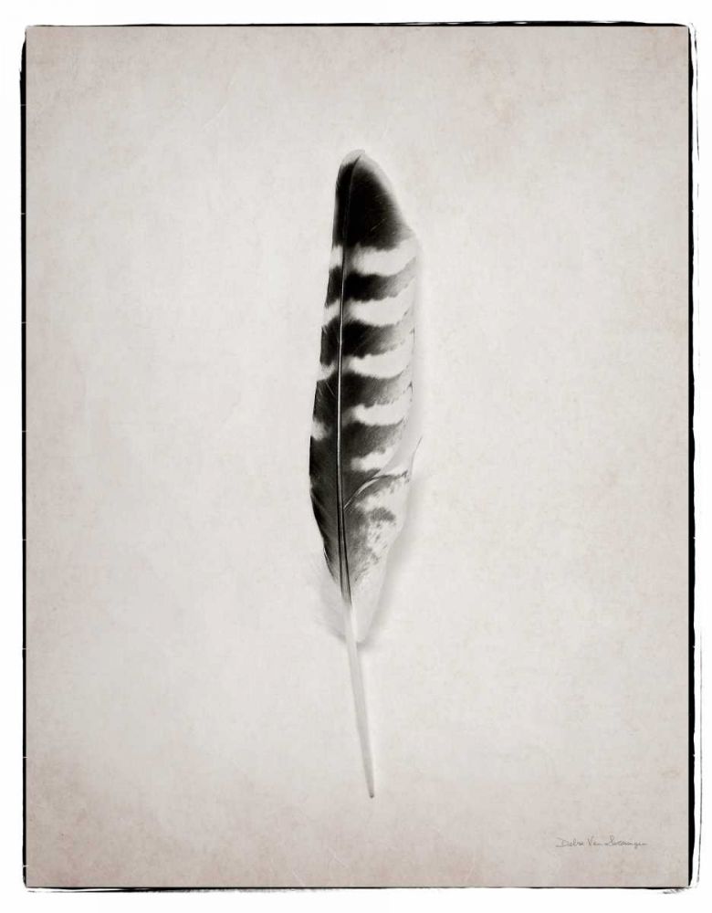 Feather IV BW art print by Debra Van Swearingen for $57.95 CAD