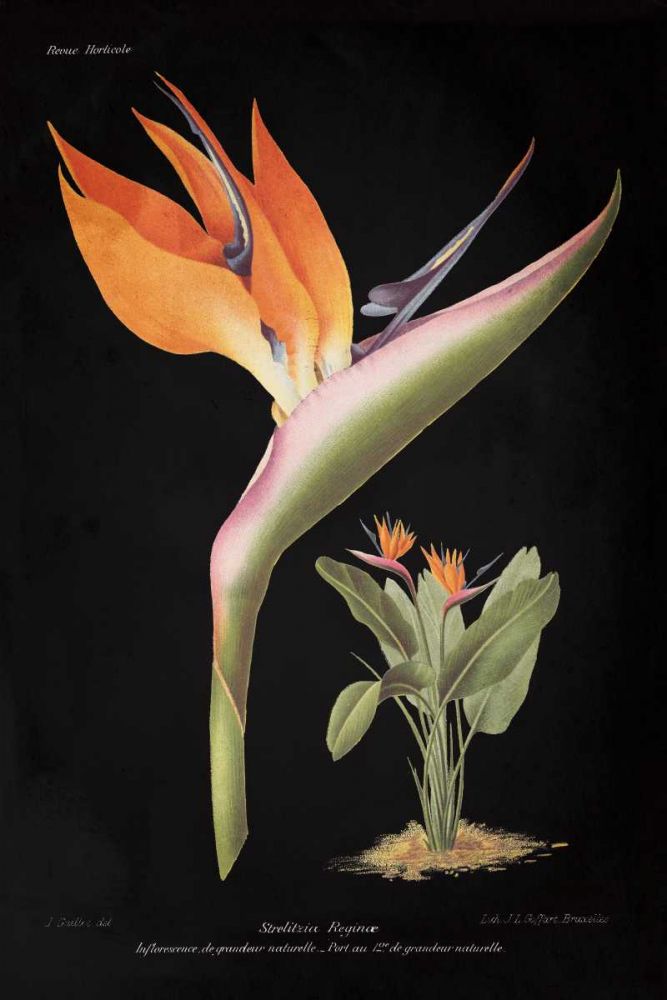 Strelitzia Reginoe on Black art print by Wild Apple Portfolio for $57.95 CAD