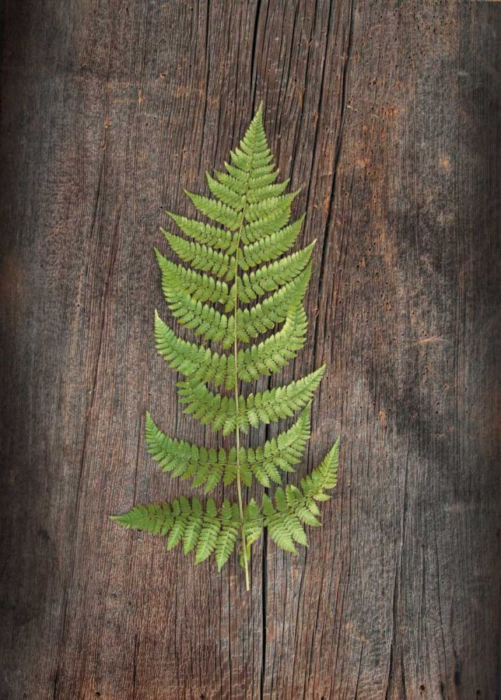 Woodland Fern I art print by Sue Schlabach for $57.95 CAD