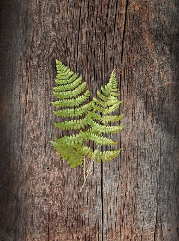 Woodland Fern II art print by Sue Schlabach for $57.95 CAD