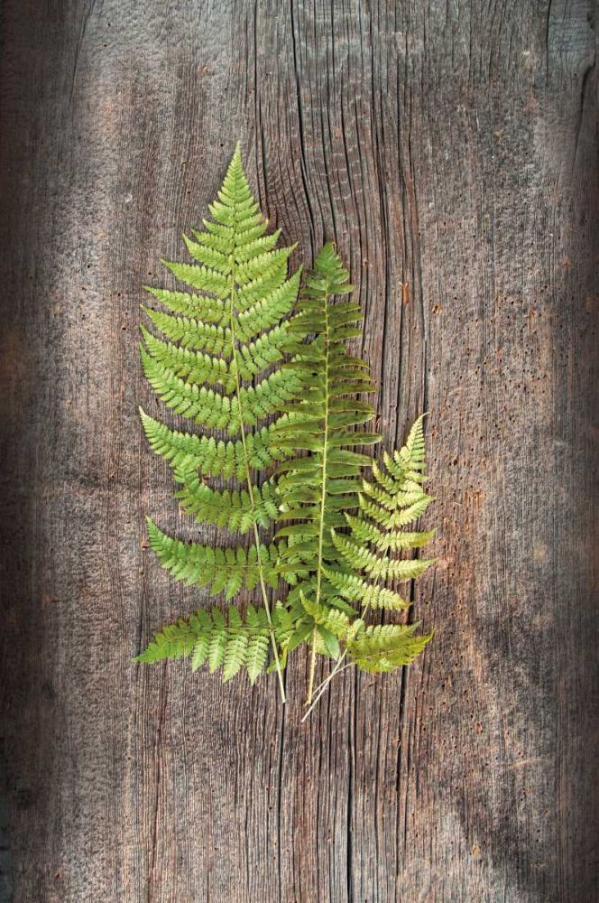 Woodland Fern III art print by Sue Schlabach for $57.95 CAD