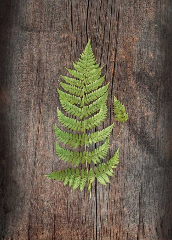 Woodland Fern IV art print by Sue Schlabach for $57.95 CAD