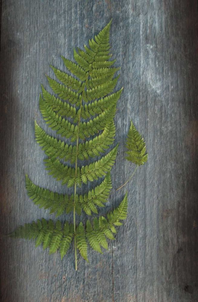 Woodland Fern V art print by Sue Schlabach for $57.95 CAD