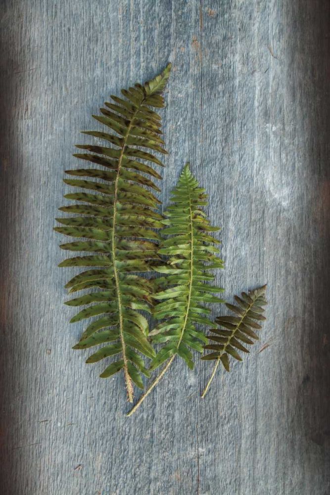 Woodland Fern VI art print by Sue Schlabach for $57.95 CAD