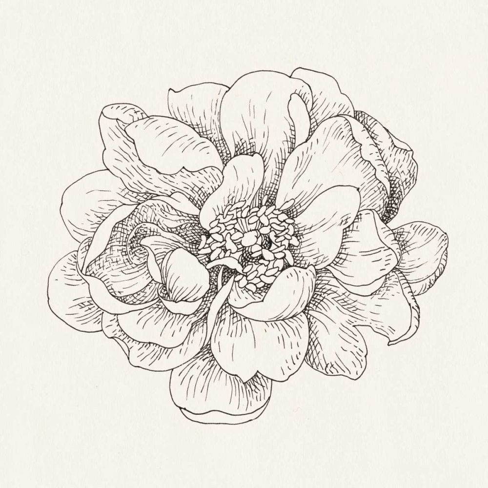 Pen and Ink Florals IV art print by Danhui Nai for $57.95 CAD