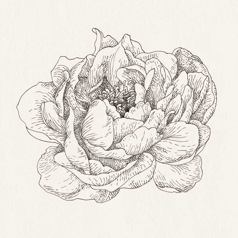 Pen and Ink Florals V art print by Danhui Nai for $57.95 CAD