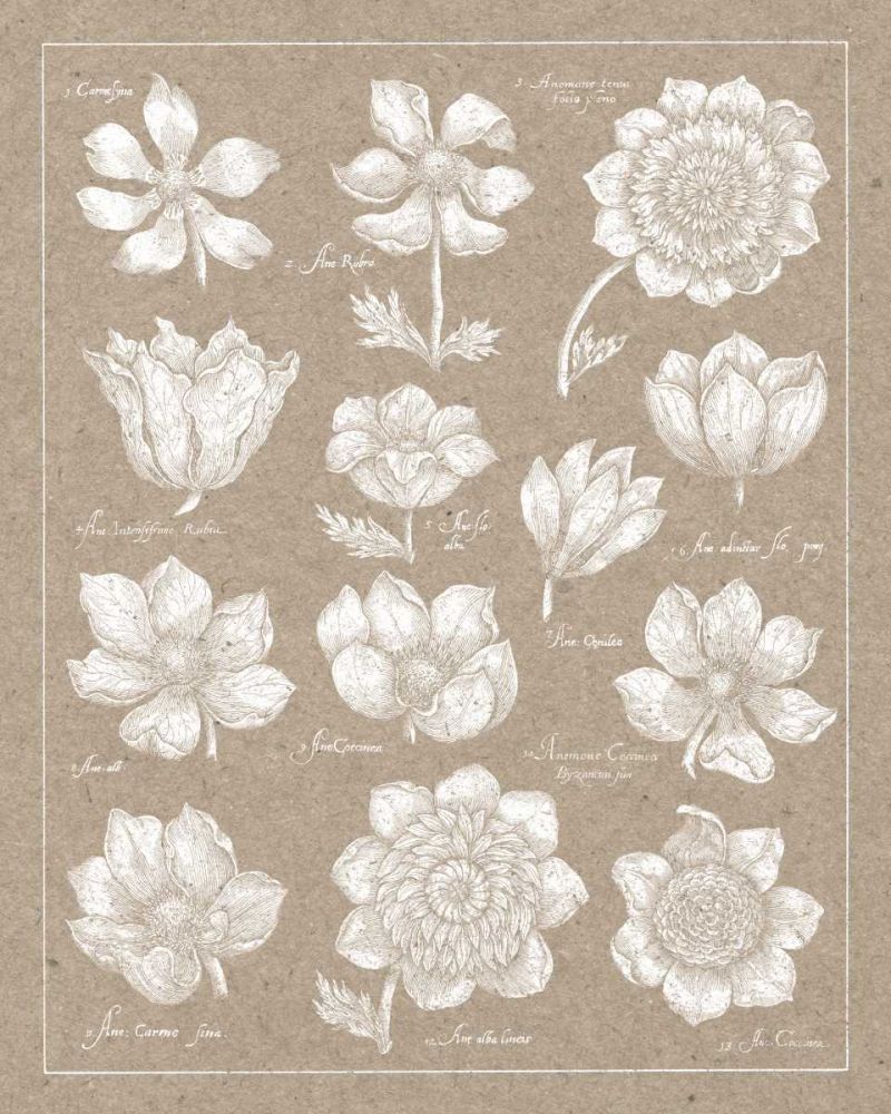 Anemone Plate I art print by Wild Apple Portfolio for $57.95 CAD