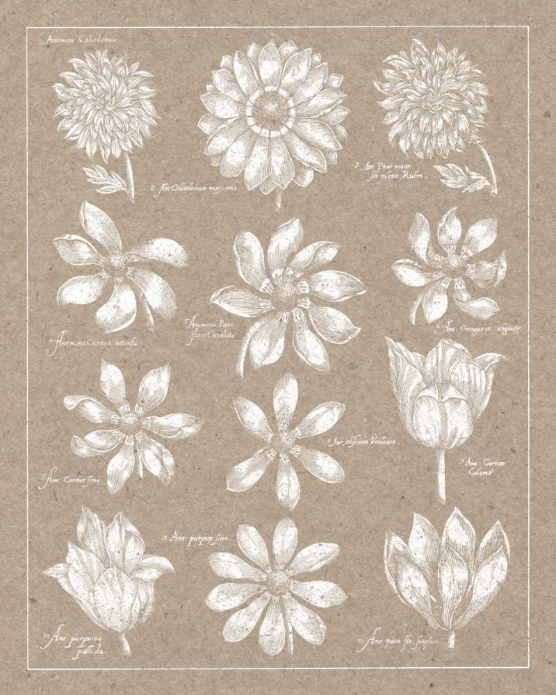 Anemone Plate II art print by Wild Apple Portfolio for $57.95 CAD