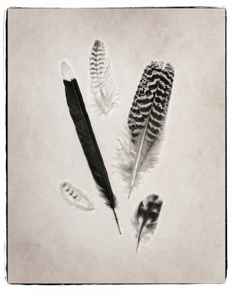 Feather Group II BW art print by Debra Van Swearingen for $57.95 CAD