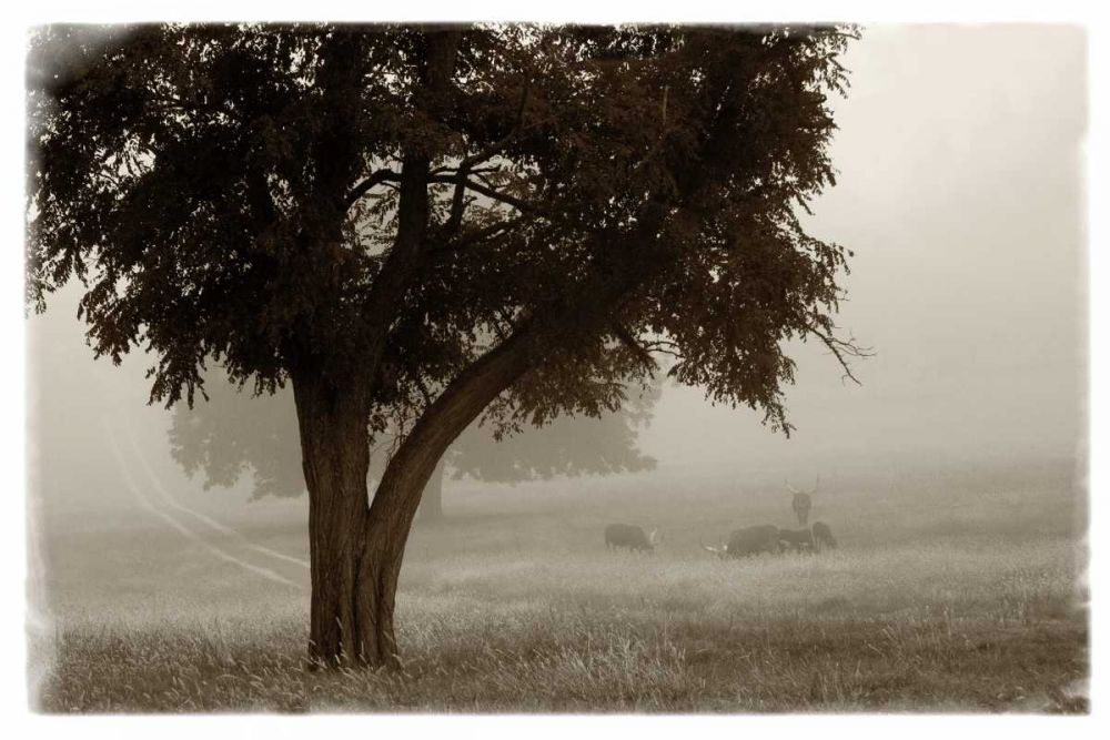 Calm Mist no Limb art print by Debra Van Swearingen for $57.95 CAD