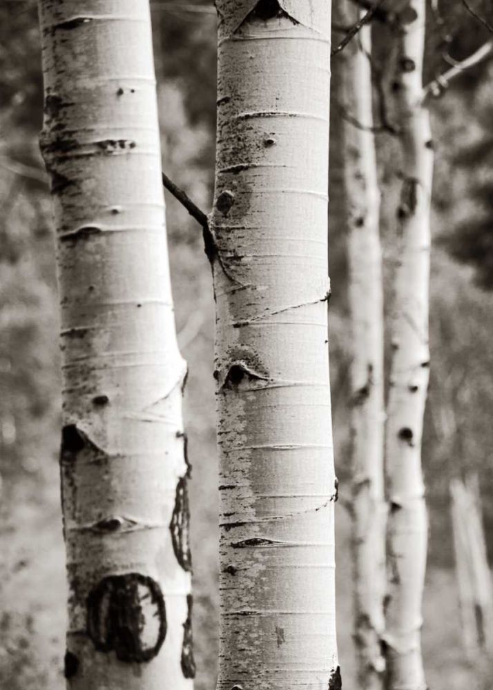 Aspens I art print by Debra Van Swearingen for $57.95 CAD