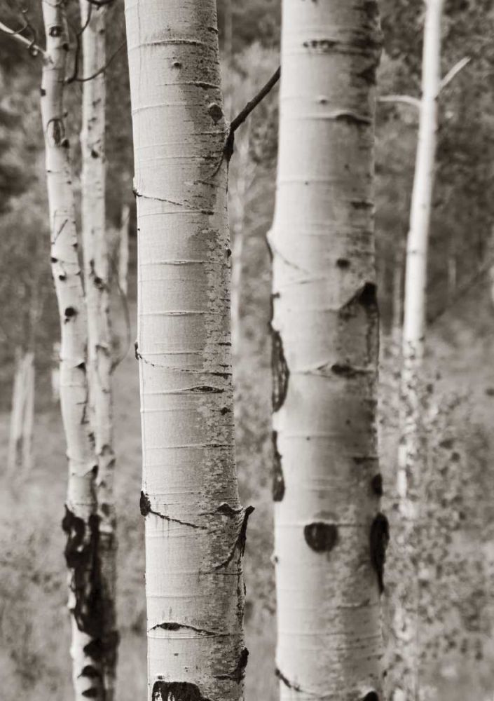 Aspens II art print by Debra Van Swearingen for $57.95 CAD