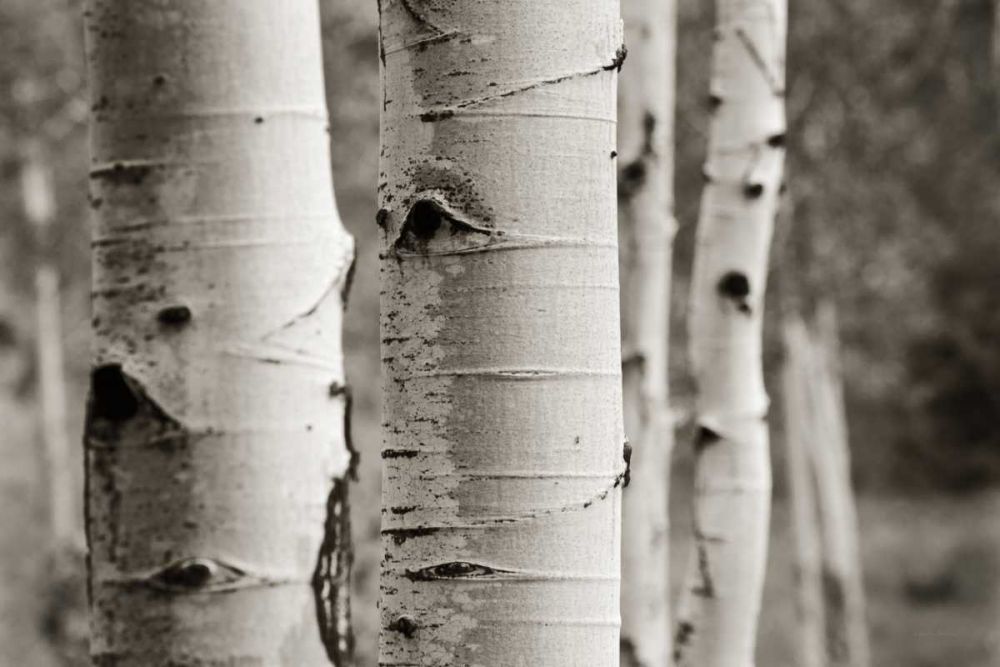Aspens III art print by Debra Van Swearingen for $57.95 CAD