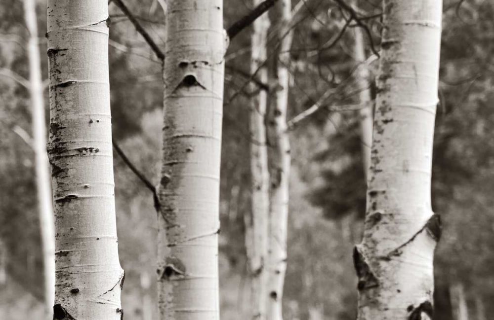 Aspens  IV art print by Debra Van Swearingen for $57.95 CAD