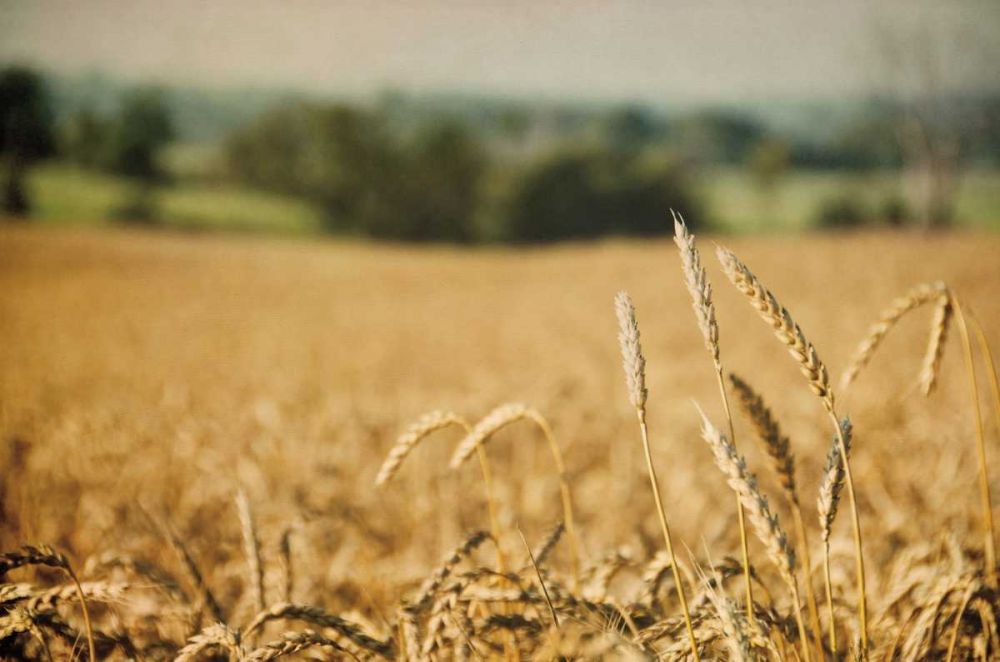 Blissful Country I art print by Elizabeth Urquhart for $57.95 CAD