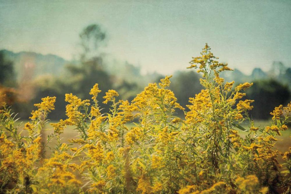 Blissful Country IV art print by Elizabeth Urquhart for $57.95 CAD