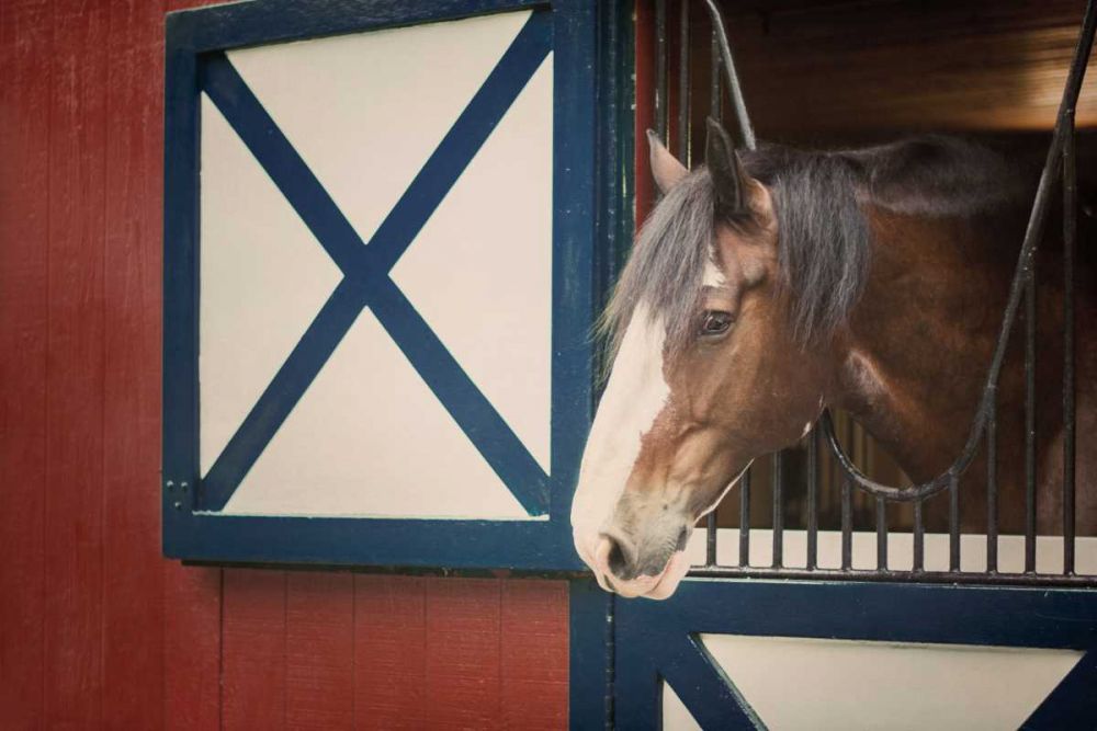Patriotic Pony I art print by Elizabeth Urquhart for $57.95 CAD