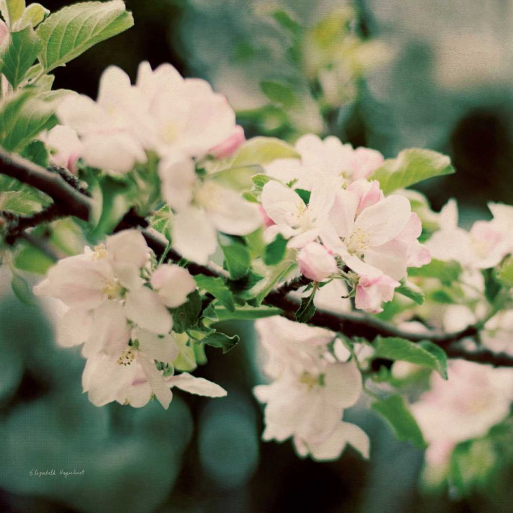 Apple Blossoms I Crop art print by Elizabeth Urquhart for $57.95 CAD