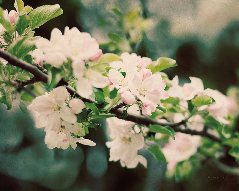 Apple Blossoms I art print by Elizabeth Urquhart for $57.95 CAD
