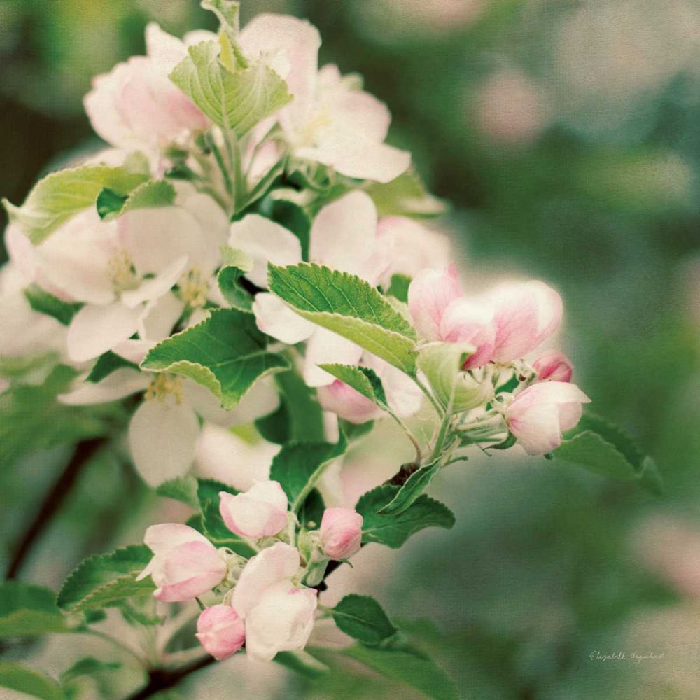 Apple Blossoms II Crop art print by Elizabeth Urquhart for $57.95 CAD