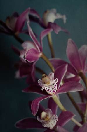 Dark Orchid IV v.2 art print by Elizabeth Urquhart for $57.95 CAD