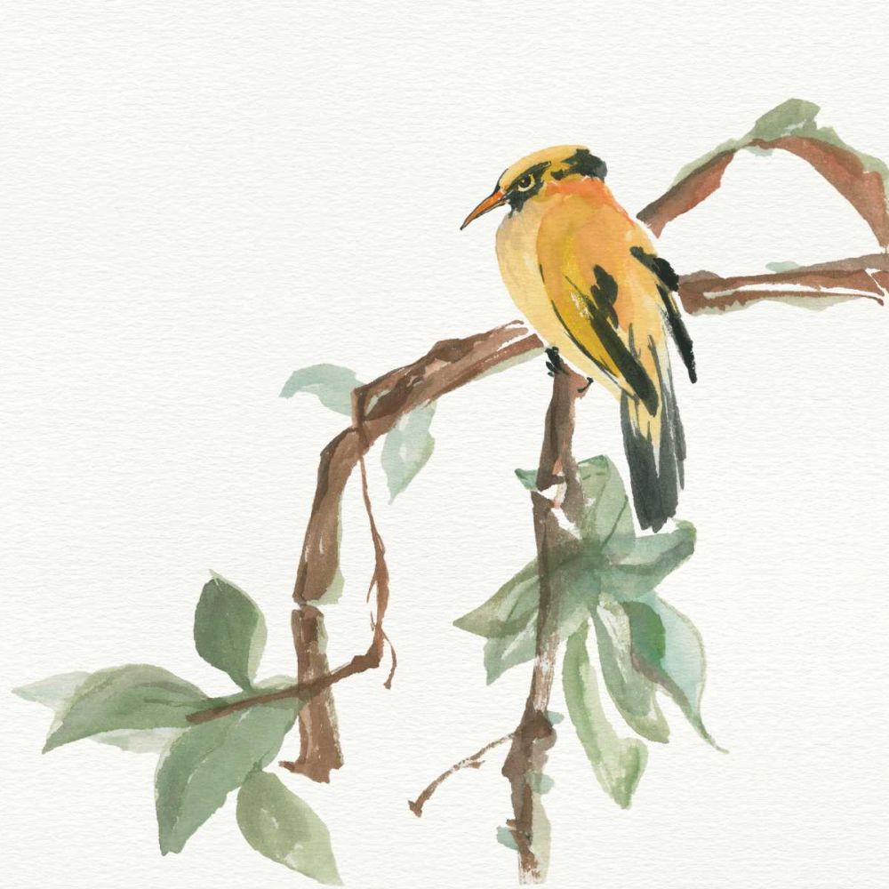 Black Napped Oriole art print by Chris Paschke for $57.95 CAD