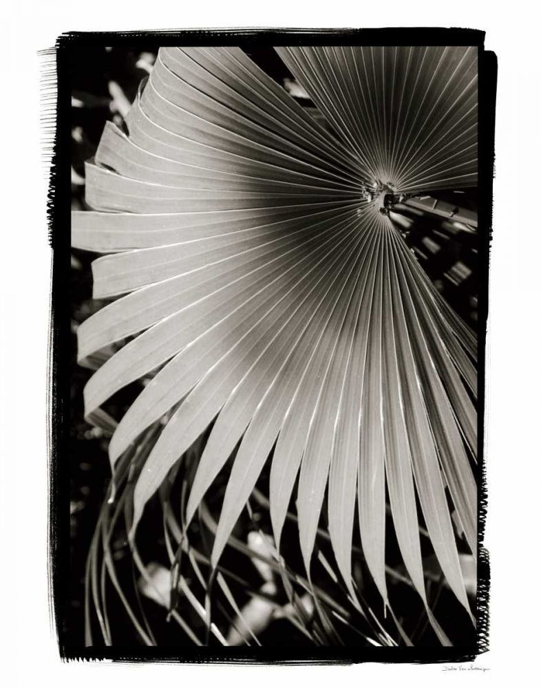 Palm Frond II v2 art print by Debra Van Swearingen for $57.95 CAD