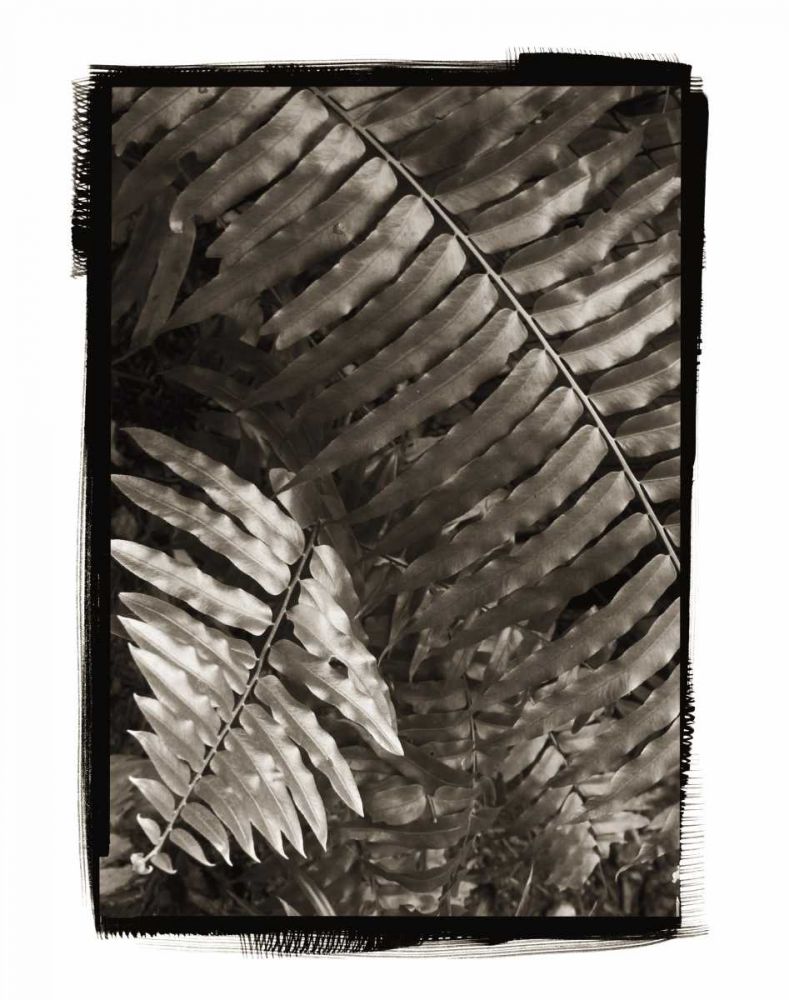 Fern I v2 art print by Debra Van Swearingen for $57.95 CAD