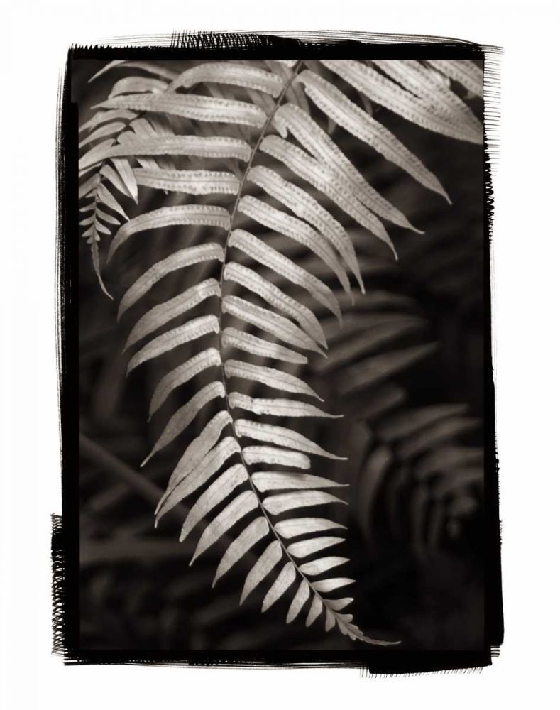 Fern II v2 art print by Debra Van Swearingen for $57.95 CAD