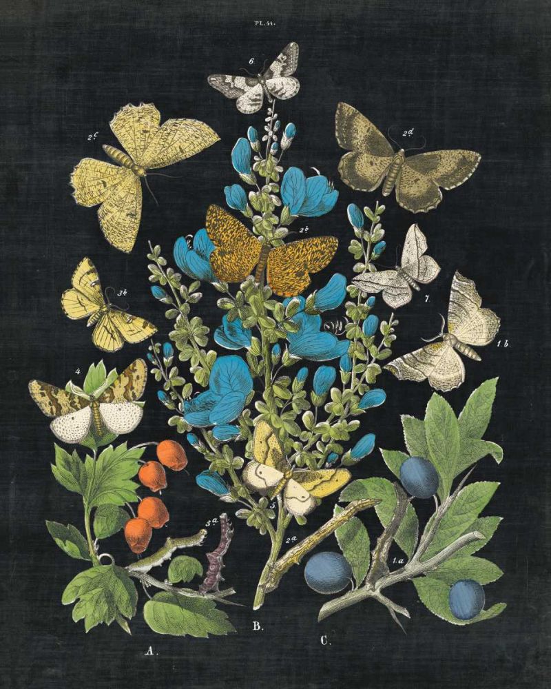 Butterfly Bouquet on Black II art print by Wild Apple Portfolio for $57.95 CAD