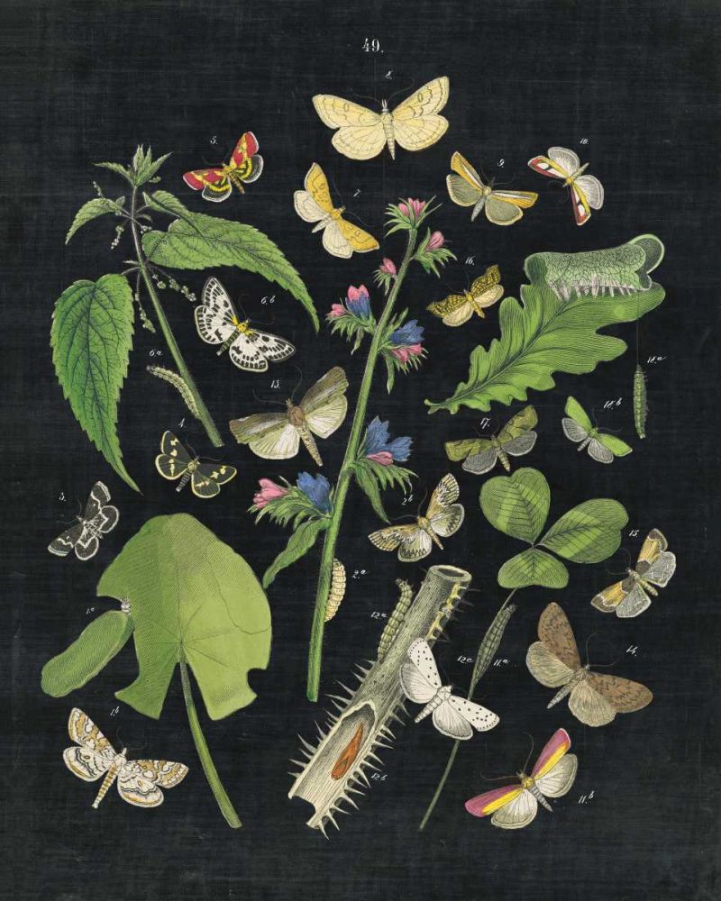 Butterfly Bouquet on Black III art print by Wild Apple Portfolio for $57.95 CAD