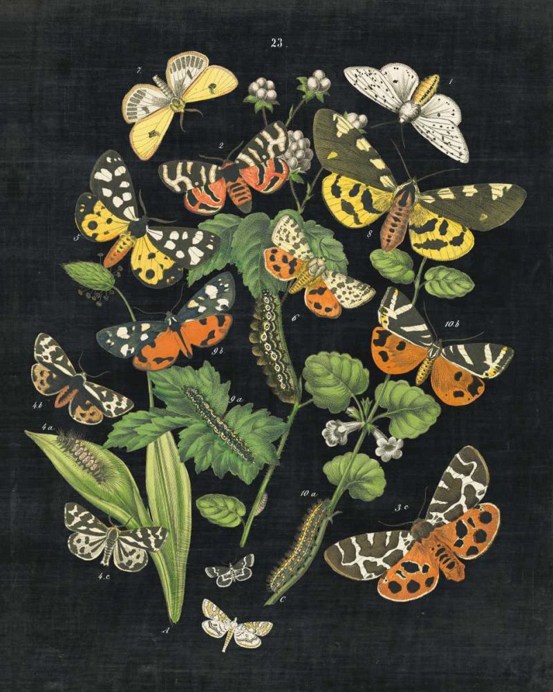 Butterfly Bouquet on Black IV art print by Wild Apple Portfolio for $57.95 CAD
