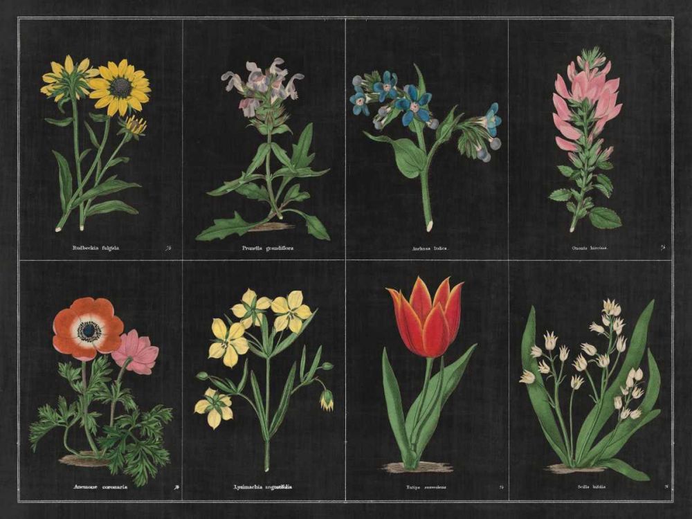 Botanical on Black Chart I art print by Wild Apple Portfolio for $57.95 CAD