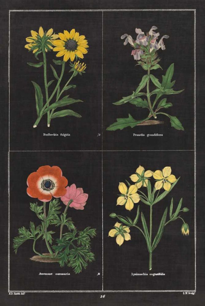 Botanical on Black Chart II art print by Wild Apple Portfolio for $57.95 CAD